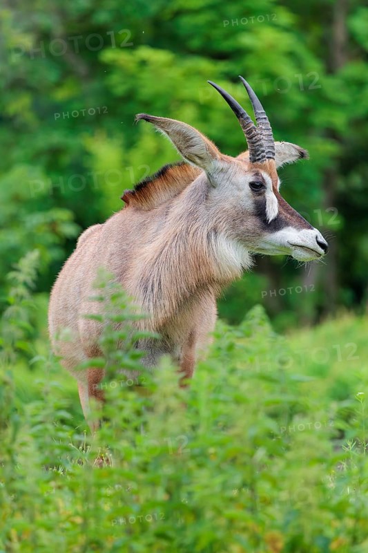 A roan antelope (Hippotragus equinus) stands in a green meadow with tall vegetation. South Africa