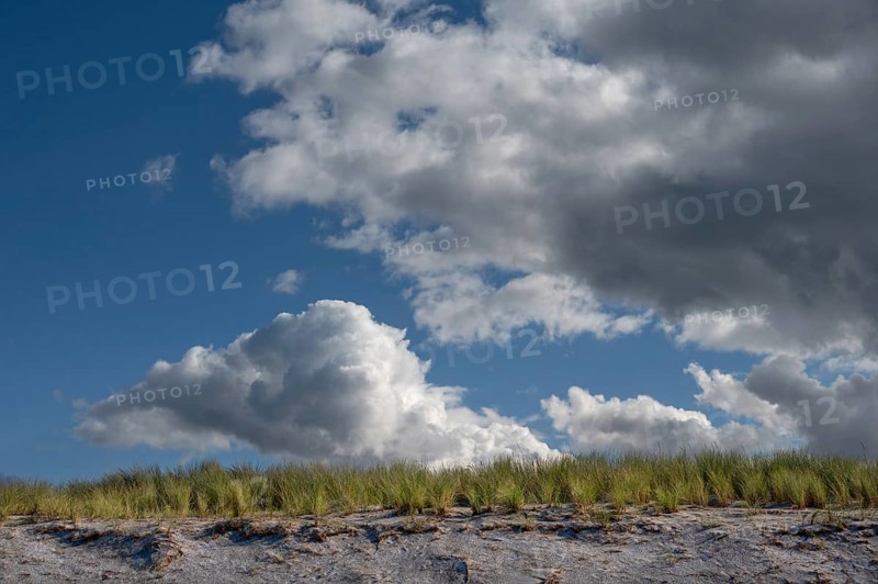 Beach oats (Ammophila) on the beach, rain clouds (Nimbostratus), Baltic Sea, Darß, Mecklenburg-Western Pomerania, Germany