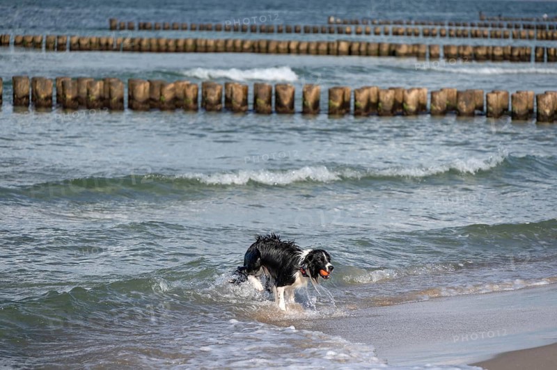 Dog, border collie fetches a ball from the Baltic Sea, Ahrtenshoop, Darß, Mecklenburg-Western Pomerania, Germany