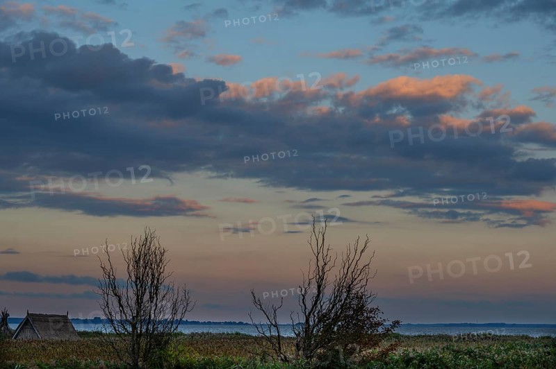 Fishing hut in reeds (Phragmites australis) on the banks of the lagoon, evening cloudy sky, Ahrenshoop, Darß, Mecklenburg-Western Pomerania, Germany