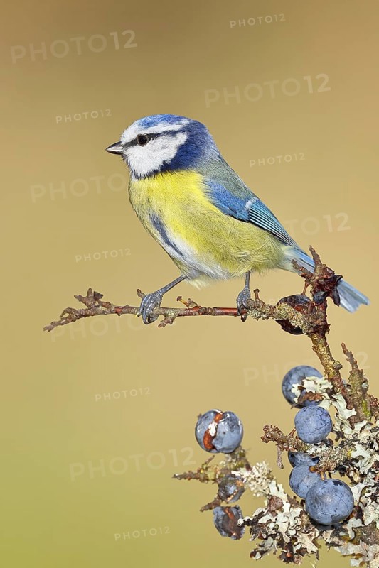 Blue tit (Parus caeruleus), sitting on a branch in a blackthorn bush, (Prunus spinosa), sloes, with ripe fruit, autumn, wildlife, animals, tit family, songbird, birds, Wilnsdorf, North Rhine-Westphalia, Germany