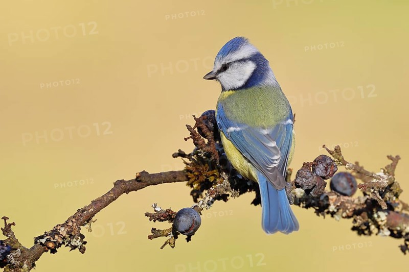 Blue tit (Parus caeruleus), sitting on a branch in a blackthorn bush, (Prunus spinosa), sloes, with ripe fruit, autumn, wildlife, animals, tit family, songbird, birds, Wilnsdorf, North Rhine-Westphalia, Germany