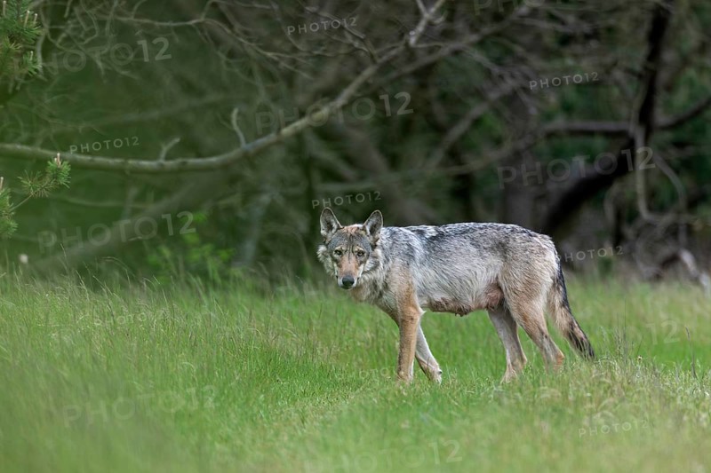 Interested is the wolf fähe (Canis lupus) at the edge of the forest, mammals, boy rearing, Denmark