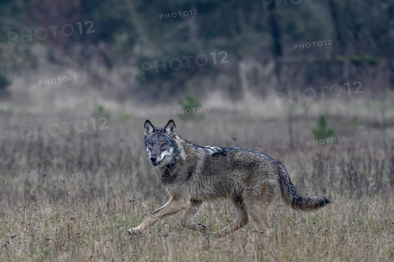 The direct view from the wolf (Canis lupus) is unique and remains an unforgettable experience for nature lovers, eye contact, Denmark
