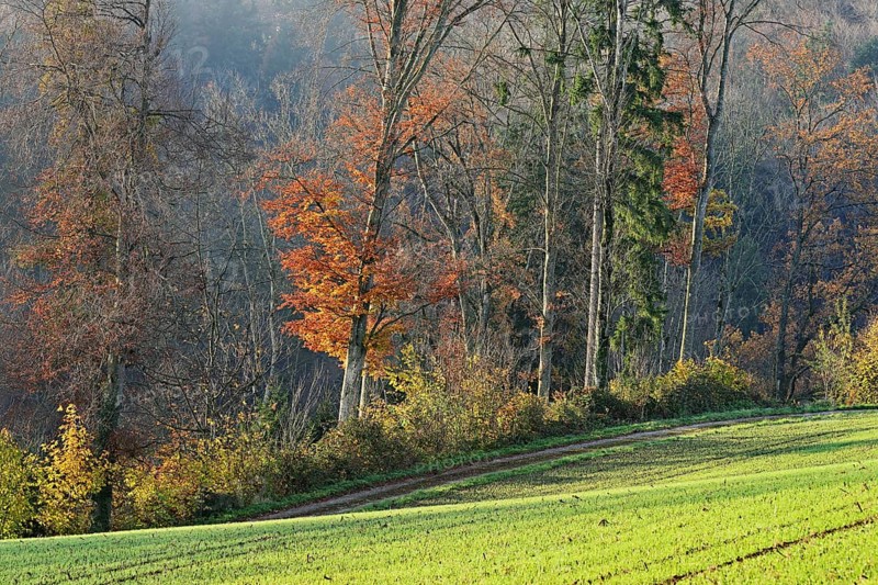 Autumn-colored forest, Beinwil-Freiamt, Canton, Aargau, Switzerland