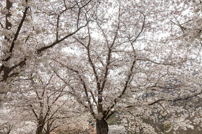 White-blooming cherry trees in spring on Rose Island in Bad Kreuznach, Germany