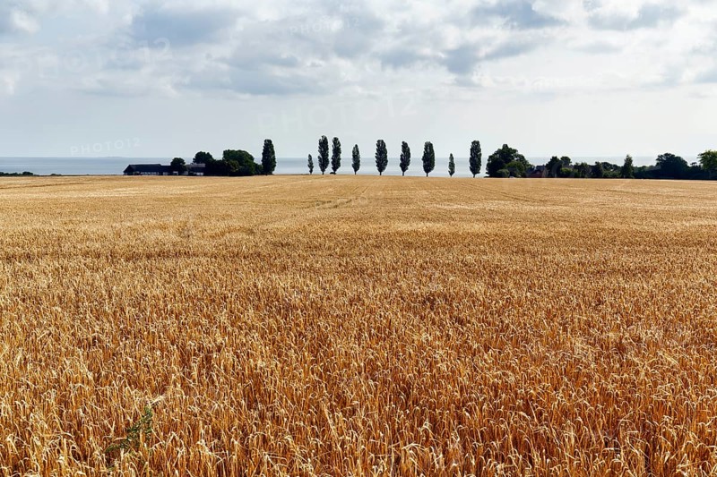 Golden brown, ripe wheat field in summer, dead ripe, Ertholmene, pea islands on the horizon, harvest time, Bornholm, Baltic Sea, Denmark