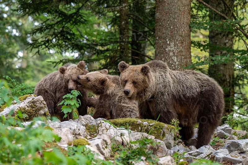 European brown bear (Ursus arctos arctos), mother with two cubs, in the forest, Dolenjska region, Slovenia
