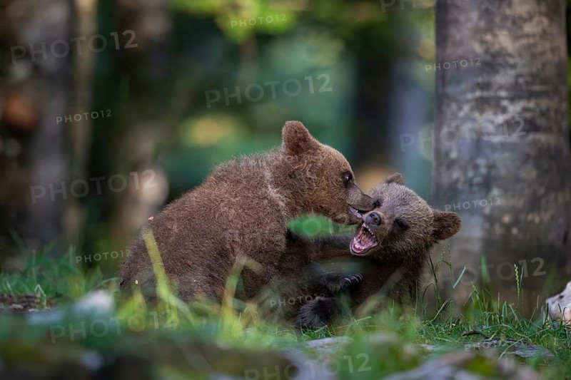 European brown bear (Ursus arctos arctos), two young animals playing in the forest, Notranjska region, Slovenia