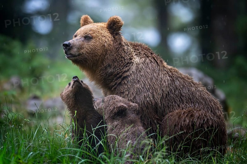 European brown bear (Ursus arctos arctos), mother with two cubs, in the forest, Notranjska region, Slovenia