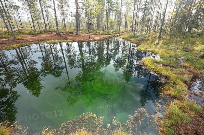 Emerald green spring water reflects autumn trees. Frog spring in the moor, wetland in Arvidsjaur, Sweden