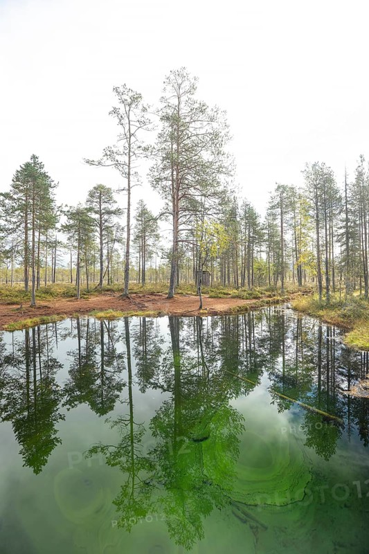 Emerald green spring water reflects autumn trees. Frog spring in the moor, wetland in Arvidsjaur, Sweden