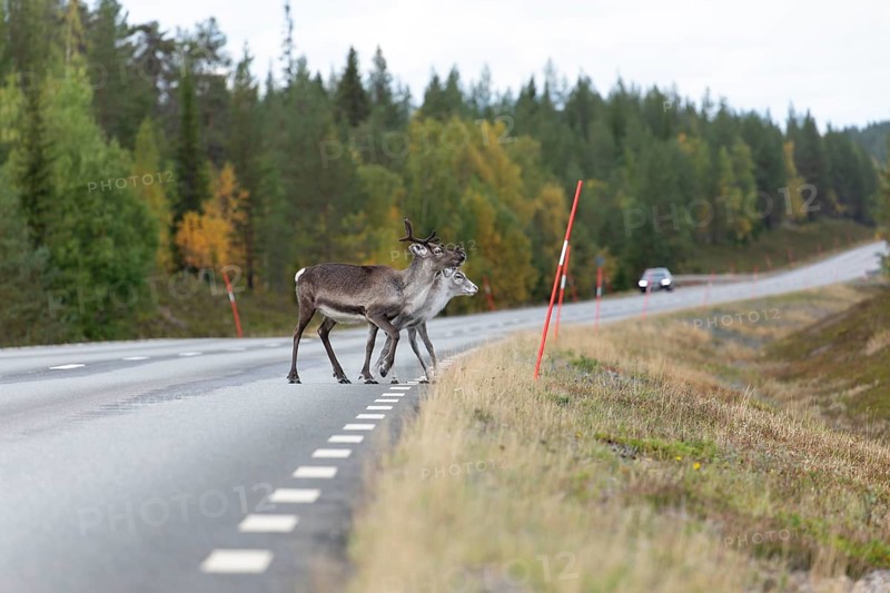 Autumn migration of reindeer on the roads with traffic in northern Sweden
