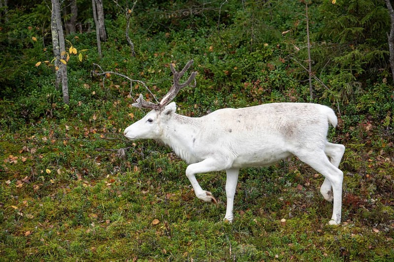 White reindeer on the edge of a forest in Sweden Lapland in autumn