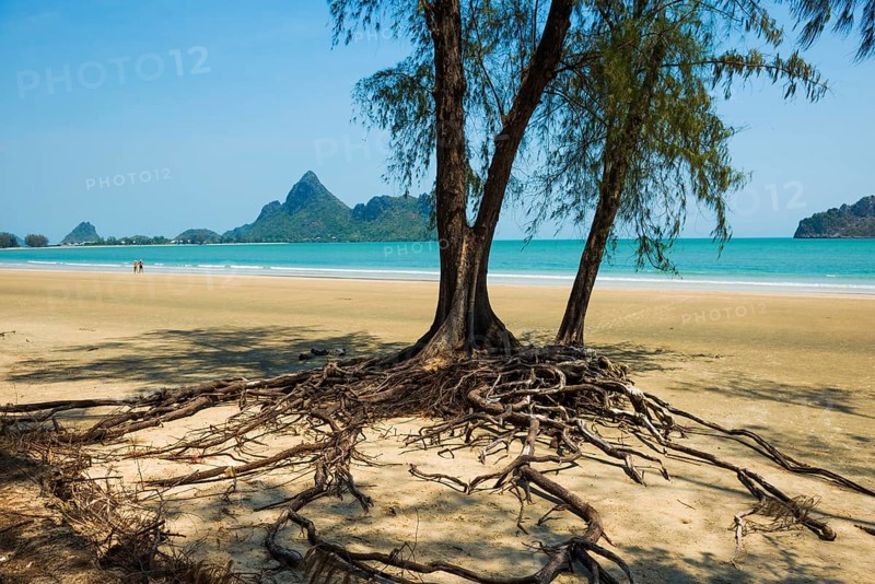 Lonely beach and ironwood trees, Casuarina Equisetifolia, Ao Manao Beach, Prachuap Khiri Khan, Prachuap Khiri Khan Province, Central Thailand, Thailand