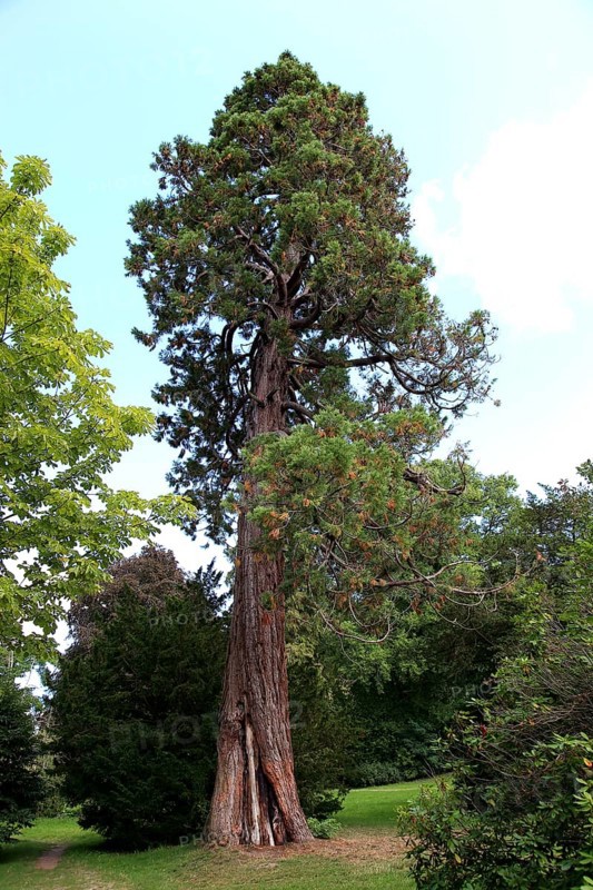 Giant sequoia, Sequoiadendron giganteum, in Putbus Castle Park on the island of Rügen, Vorpommern-Rügen district, Mecklenburg-Western Pomerania, Germany