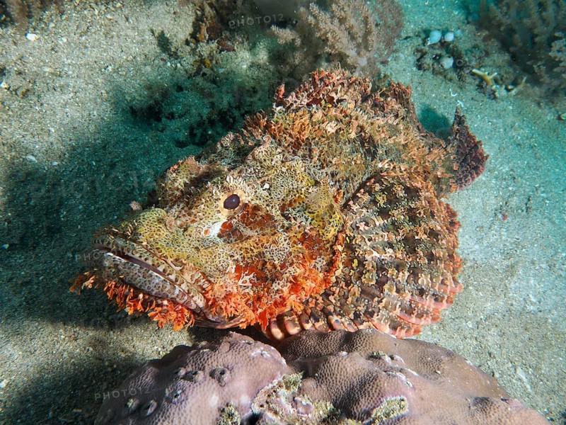 A fringed dragon head (Scorpaenopsis oxycephalus) lies on the seabed. Pidada Dive Site, Penyapangan, Bali, Indonesia