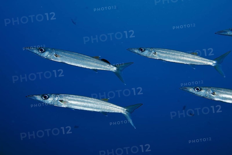 Four elongated fish, bigeye barracuda (Sphyraena forsteri), swim through deep blue water. Toyapakeh Dive Site, Nusa Ceningan, Nusa Penida, Bali, Indonesia