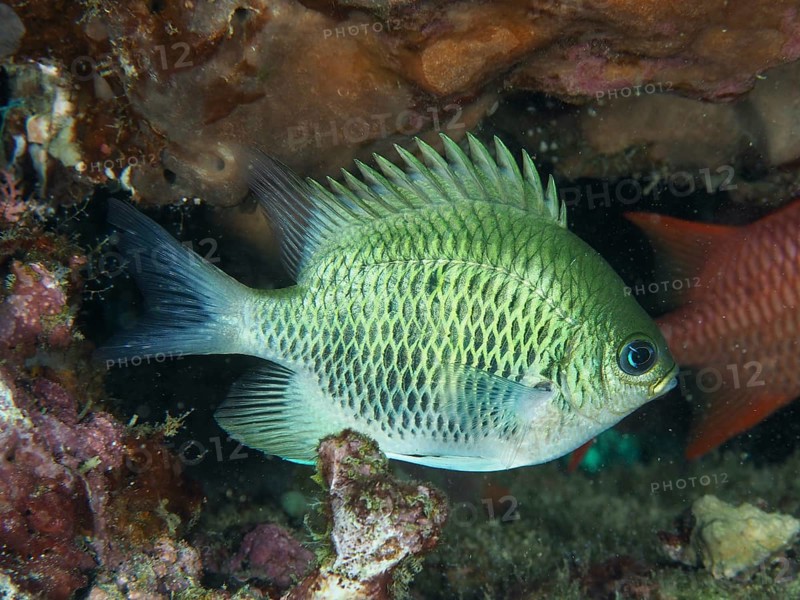 A light green antler coral reefass (Amblyglyphidodon curacao) swims in coral reefs. Close Encounters dive site, Permuteran, Bali, Indonesia