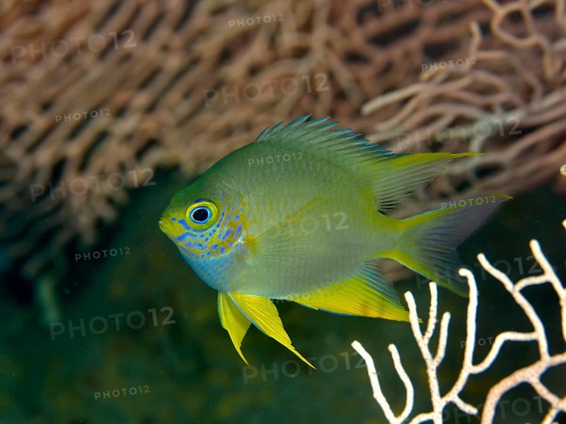 A blue and yellow golden reeffish (Amblyglyphidodon aureus) swims in front of a coral formation. Prapat Dive Site, Penyapangan, Bali, Indonesia