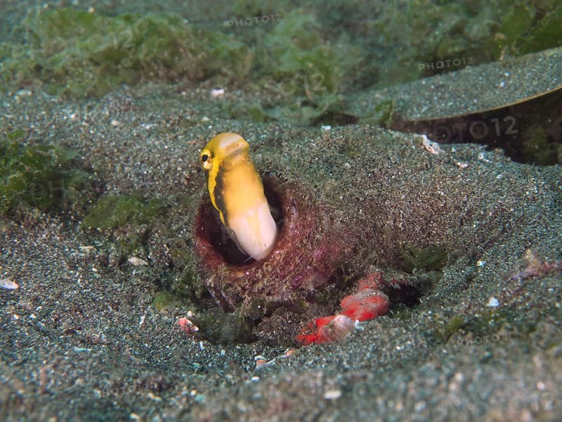 Yellow striped mimicry sabre-hagefish (Petroscirtes breviceps) peeks out of an empty bottle in the sandy seabed. Secret Bay Dive Site, Gilimanuk, Bali, Indonesia