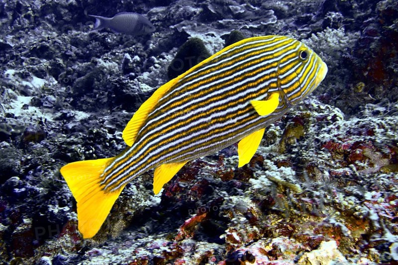 A yellow-black striped fish, golden ribbon sweet lip (Plectorhinchus polytaenia), swims in the coral reef. Toyapakeh Dive Site, Nusa Ceningan, Nusa Penida, Bali, Indonesia