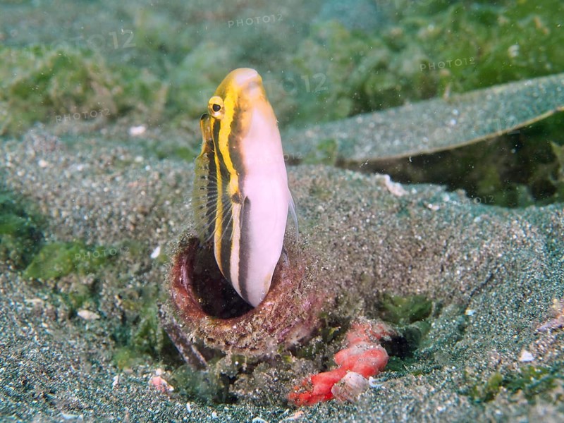 Small fish, striped mimicry sabre slime (Petroscirtes breviceps), emerges from an empty bottle in the sandy seabed. Secret Bay Dive Site, Gilimanuk, Bali, Indonesia