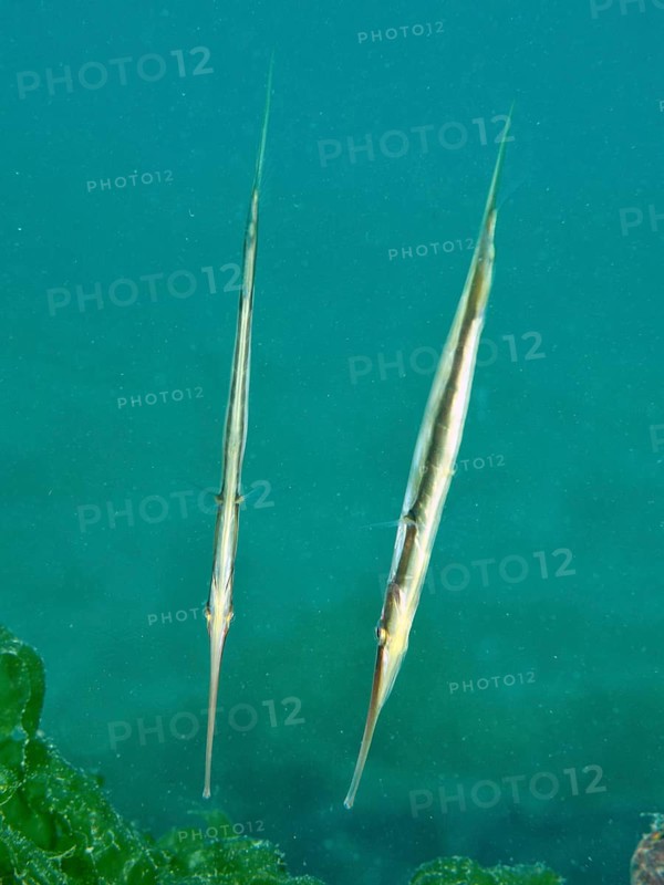 Two slender fish, striped snipefish, razorfish (Aeoliscus strigatus), float vertically in the blue-green underwater. Secret Bay Dive Site, Gilimanuk, Bali, Indonesia