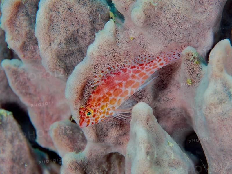 A small red fish, Spotted Coral Guardian (Cirrhitichthys oxycephalus), rests on a sea sponge. Close Encounters dive site, Permuteran, Bali, Indonesia