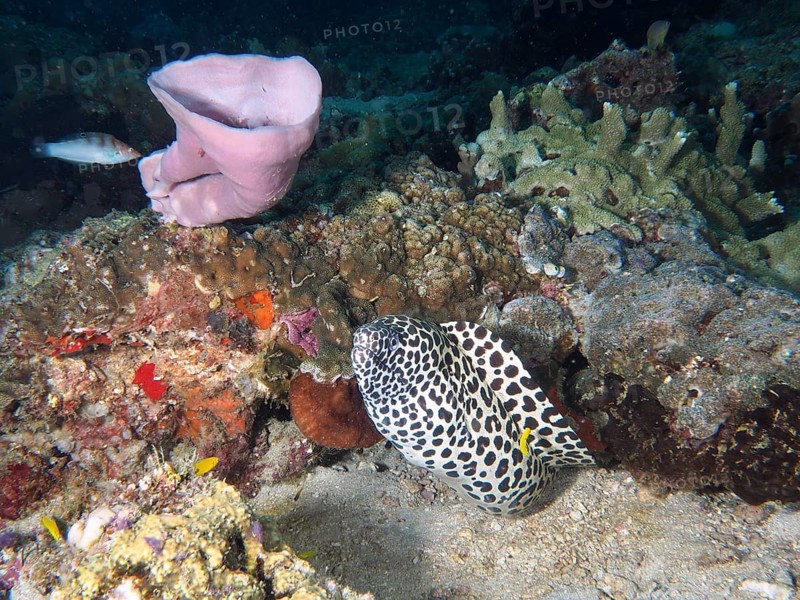 A large web moray eel (Gymnothorax favagineus) moves between corals and pink sponges. Spice Reef Dive Site, Penyapangan, Bali, Indonesia