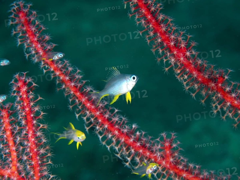 Golden reeffish (Amblyglyphidodon aureus) juvenile move between red coral branches