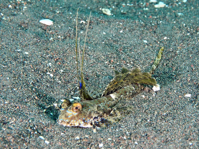 An exotic fish, finger lyrefish, giant lyrefish (Dactylopus dactylopus), lies on a sandy seabed. Puri Jati Dive Site, Umeanyar, Bali, Indonesia