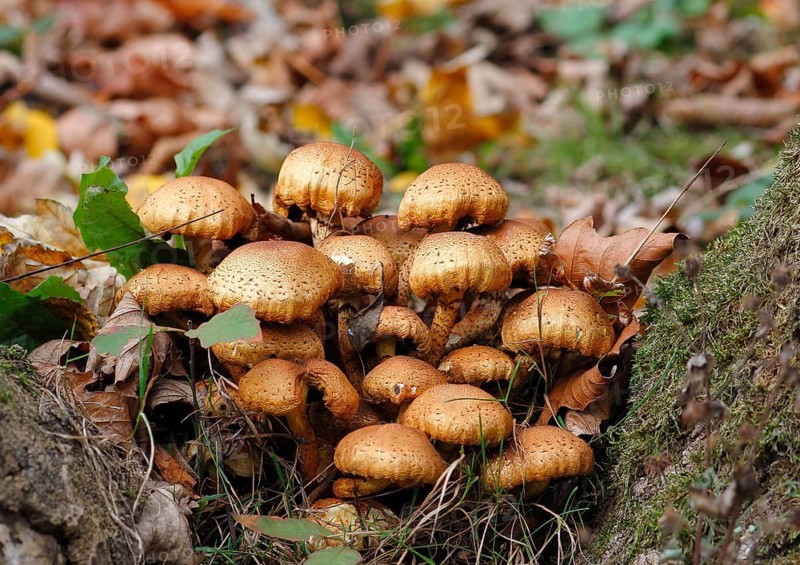 Sparry Schüppling (Pholiota squarrosa), group growing between tree trunks, North Rhine-Westphalia, Germany
