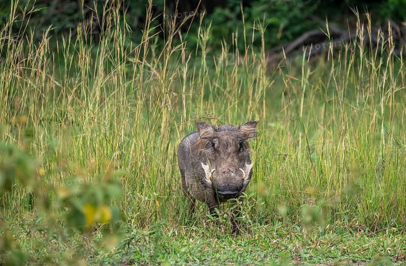 Warthog (Phacochoerus africanus), Ziwa Rhino Sanctuary, Uganda