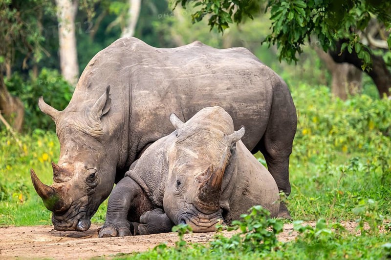 Southern white rhino (Ceratotherium simum simum), two animals, Ziwa Rhino Sanctuary, Uganda