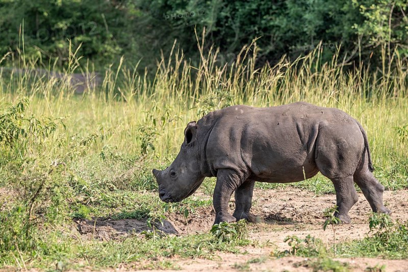Southern white rhino (Ceratotherium simum simum), juvenile, Ziwa Rhino Sanctuary, Uganda
