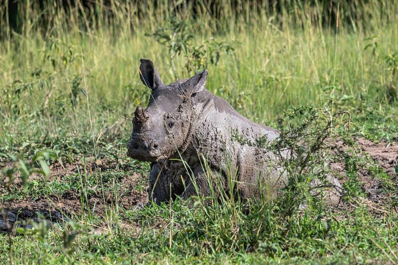 Southern white rhino (Ceratotherium simum simum), young animal lying in a mud bath, Ziwa Rhino Sanctuary, Uganda