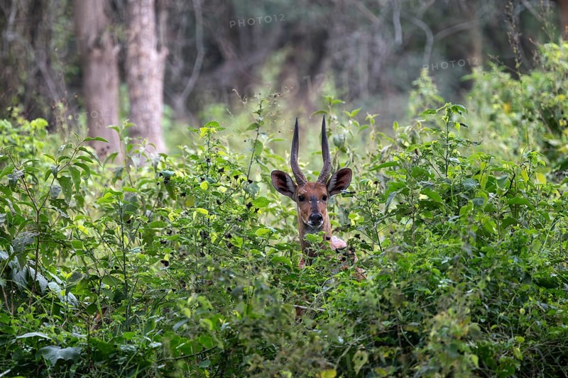 Southern Schirrantilope (Tragelaphus sylvaticus) looking out of bushes, Ziwa Rhino Sanctuary, Uganda