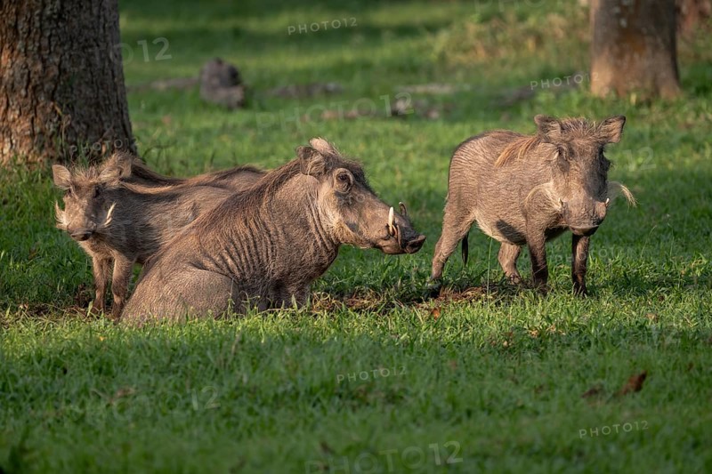Warthogs (Phacochoerus africanus), Ziwa Rhino Sanctuary, Uganda