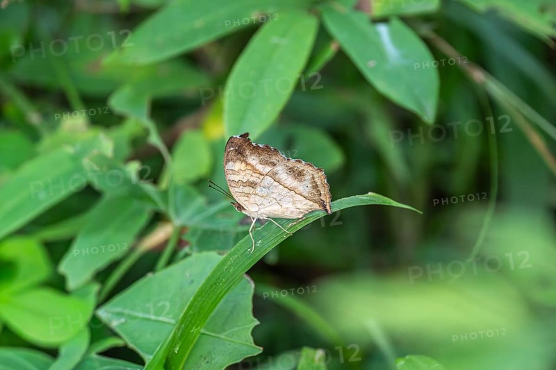 Butterfly, leaf butterfly (Kallima) sitting on blade of grass, Ziwa Rhino Sanctuary, Uganda