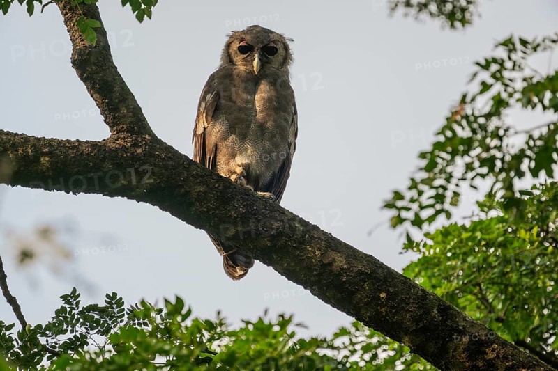 Blassuhu (Bubo lacteus) sitting on branch in acacia tree, Ziwa Rhino Sanctuary, Uganda
