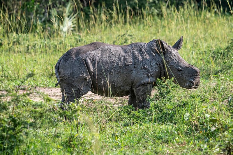 Southern white rhino (Ceratotherium simum simum), juvenile after mud bath, Ziwa Rhino Sanctuary, Uganda