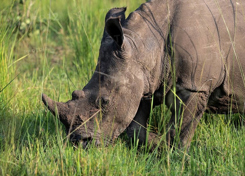 Southern white rhino (Ceratotherium simum simum), Ziwa Rhino Sanctuary, Uganda