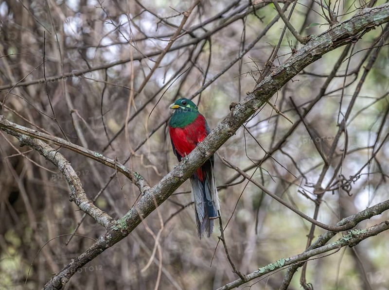 Narinatrogon (Apaloderma narina) sitting in a tree, Ziwa Rhino Sanctuary, Uganda