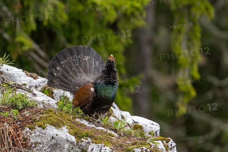 Grouse (Tetrao urogallus), bird, courting in the forest, Koroska, Slovenia