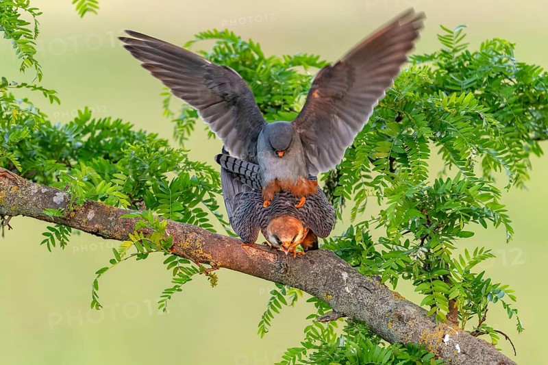 Red-footed falcon (Falco vespertinus) copulation on branch, Kiskunsag National Park, Hungary