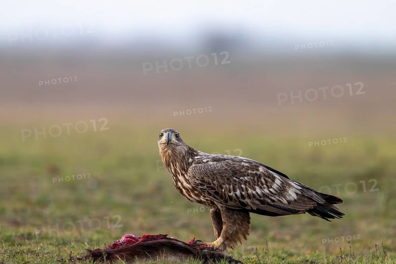 White-tailed eagle (Haliaeetus albicilla), bird, sideways, on prey, in the meadow, Kiskunsag National Park, Hungary