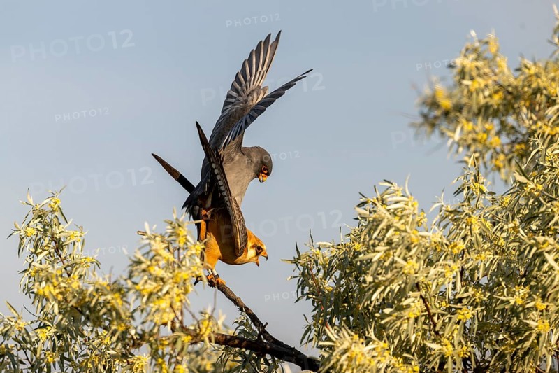 Red-footed falcon (Falco verspertinus), bird copulating on tree, Kiskunsag National Park, Hungary