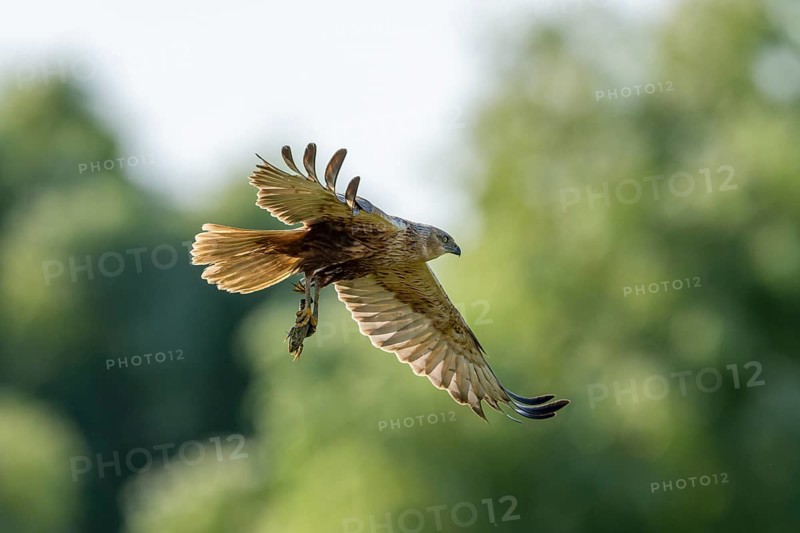 Harrier (Circus aeruginosus), bird, flying with frog in the clutches, Danube Delta, Romania