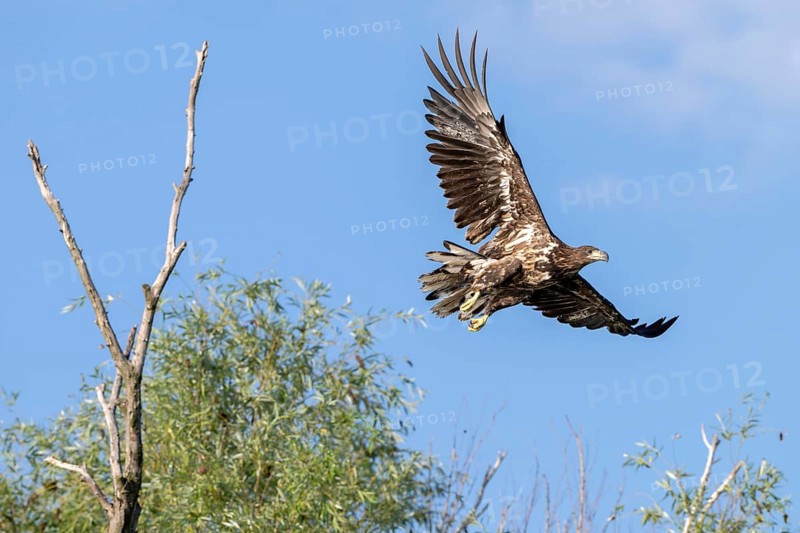 White-tailed eagle (Haliaeetus albicilla), bird, departing from Ast, Danube Delta, Romania